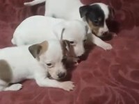 Jack Russell Bebişler