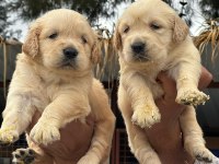 A kalitede birbirinden güzel golden retriever yavrularımız