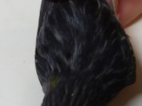 Kara Elmas siyah zeytin Kanarya