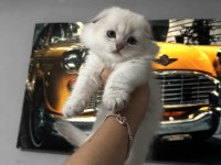 Özenle Yetiştirilmiş Scottish Fold Longhair Yavrular