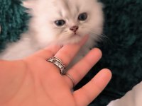 British longhair erkek yeni evini arıyor
