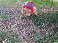 Pomeranian Boo Erkek Ve Dişi Yavrularımız