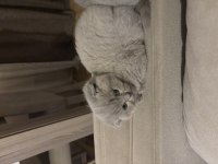 3 tane scottish fold kedimiz biri gri ikisi blue