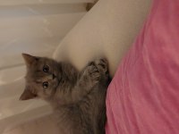 British shorthair sahiplendirme