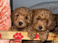 Orjinal Kore minyatür toy poodle yavruları