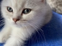 British longhair kedimiz