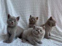 Nadir Renk Lilac Erkek British