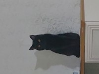 Siyah Yetişkin 3 Yaşında Erkek Kedimiz