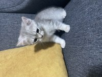 Bir erkek ve bir dişi mevcut kedimiz