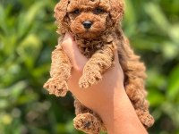 Tüy dökmeyen poodle yavruları