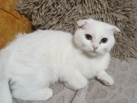 Sahiplendirilecek scottish fold kırık kulak
