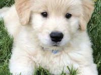 Golden Retriever Yavruları Orjinal Ev Aile Dostu