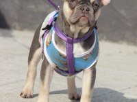 Anne blue baba lilac tan french bulldog