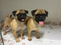 Irk Ve Sağlık Garantili Pug
