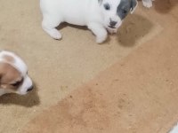 Jack russell terrier akıllı zeki safkan bebekler