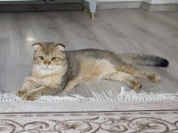 Damızlık erkek scottish fold