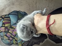 Sevimli scottish fold bebekler yeni yuvasını arıyor