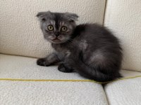 Anne Altından Baykuş Gözlü Scottish Fold Kızımız Oyuncu