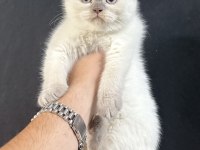 23.04.2025 doğumlu british shorthair bebekler