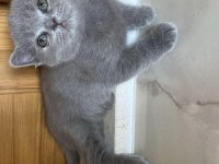 YAVRU KEDİLERİMİZE SICAK YUVA