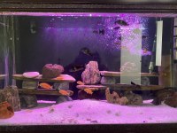 F0 TROPHEUS ve MAKRAKANTA balıklar