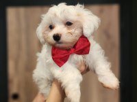 Bembeyaz Tüyleriyle Maltese Terrier Yavrusu