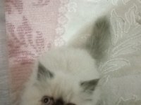 Blue Point Himalayan Persian
