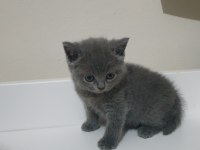 British shorthair ve Scottish fold Yavrular