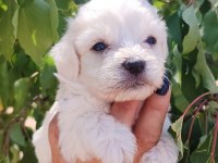 Minimal Kar Topu Maltese Bebekler