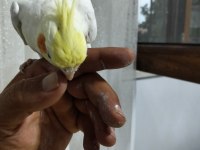 5 aylık erkek sultan papağanı