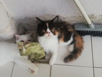 Exotic shorthair