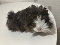 Guinea pig longhair yavru