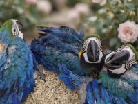 YASAL BELGELİ FATURALI ÇİPLİ MACAW