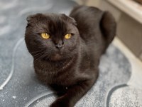 Scottish Fold Kedimizi Sahiplendirme