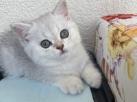 Kendi yavrum anne ve baba ile birlikte british shorthair