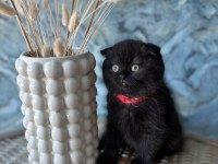 Scottish fold shorthair sıfır kulak erkek yavrular