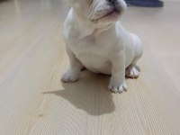 Renk Ve Anatomi Güzeli Exotic French Bulldog Yavrular