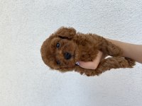 20 günlük ev doğumlu poodle
