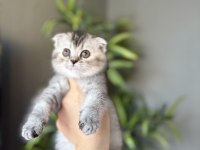 SCOTTISH FOLD IRK GARANTİLİ YAVRULARIM 