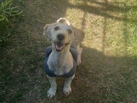Tatlı terrier kızımız şila