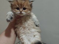 Golden british longhair bebek
