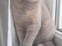 5 aylık british shorthair