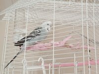 Anaç dişi muhabbet kuşu
