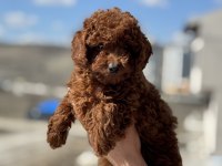 Ankaranın en seçkin red brown toy poodle yavruları