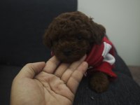 DARK KORE POODLE