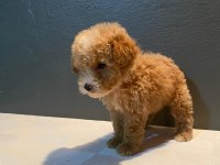 Toy poodle erkek