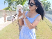 Terrier Maltese yavrular