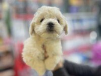 2 AYLIK GÜNÜ GELEN AŞILARI YAPILDI MALTİPOO