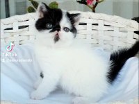 Show kalite exotic shorthair dişi yavrular