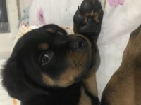 sahibinden 90 günlük kimlikli scrli erkek rottweiler yavru